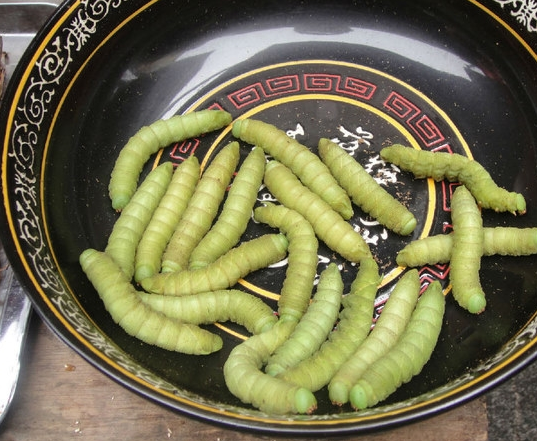 豆虫多少钱一斤2017大豆上的绿虫子