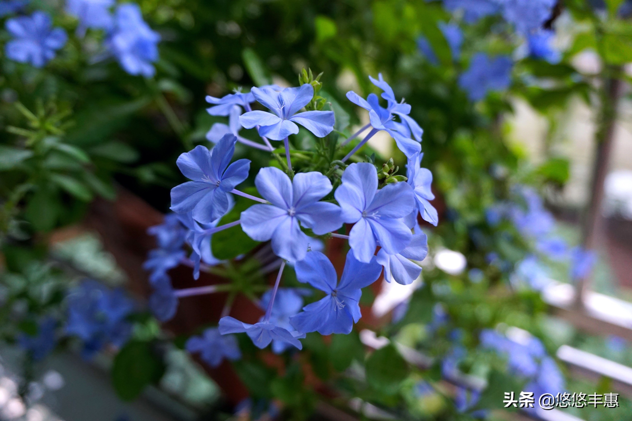 生日快乐图片唯美(「写在生日」百转千回几许秋，繁花飞逝又一年)