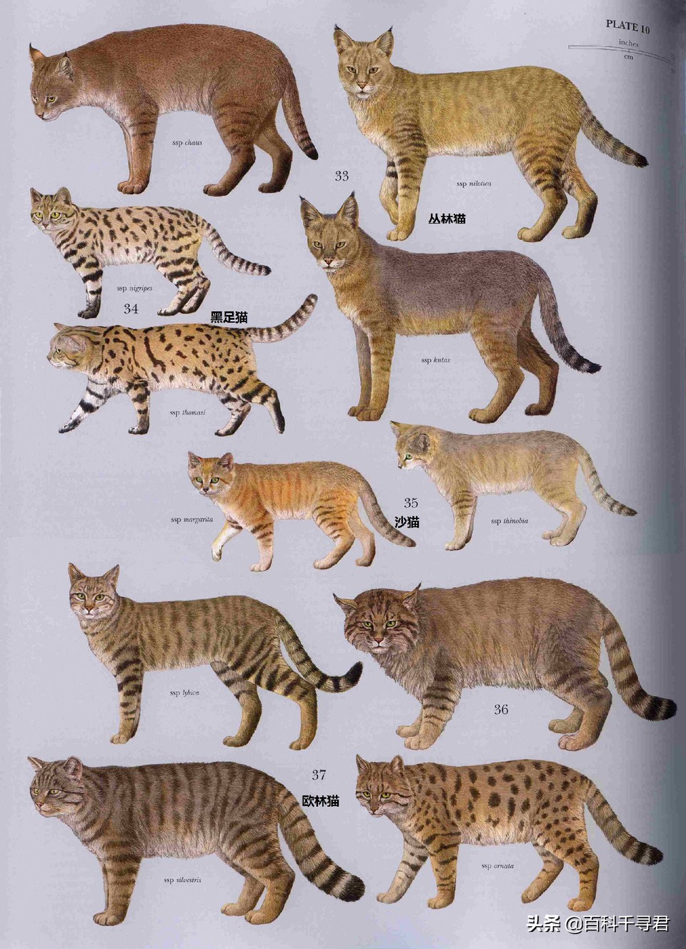 最大的猫属动物——丛林猫,华北民间传说中的"野狸子"是它吗?