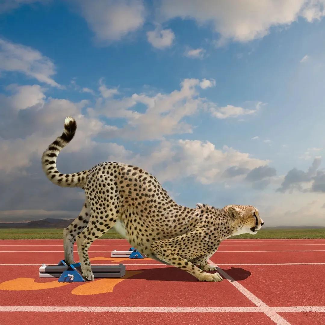 模仿野兽能长肌肉？别叫它五禽戏，请叫它“动物流”