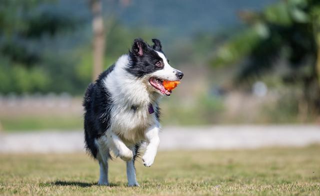 边境牧羊犬如何训练,边境牧羊犬如何训练方法