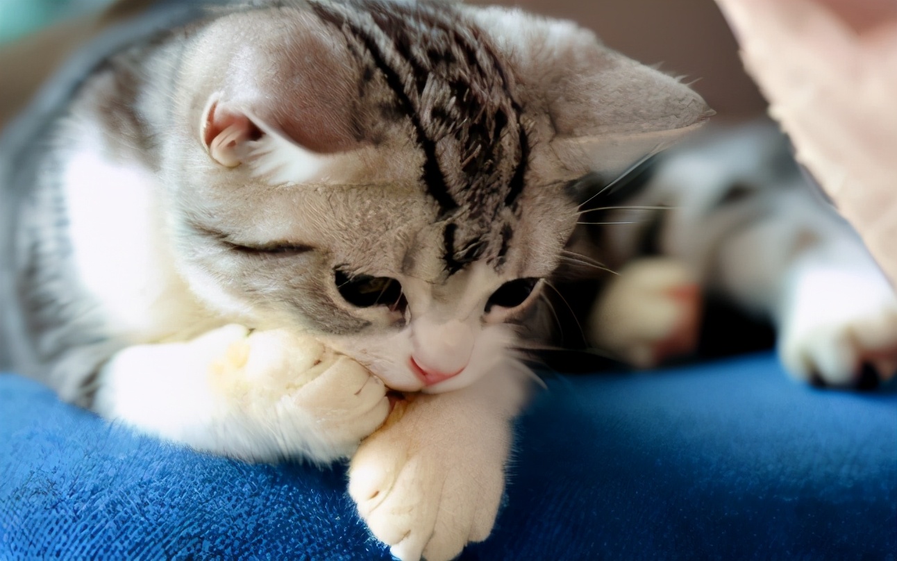 美短有时候也会舔舐自己的爪子来清洁身体,一般猫咪