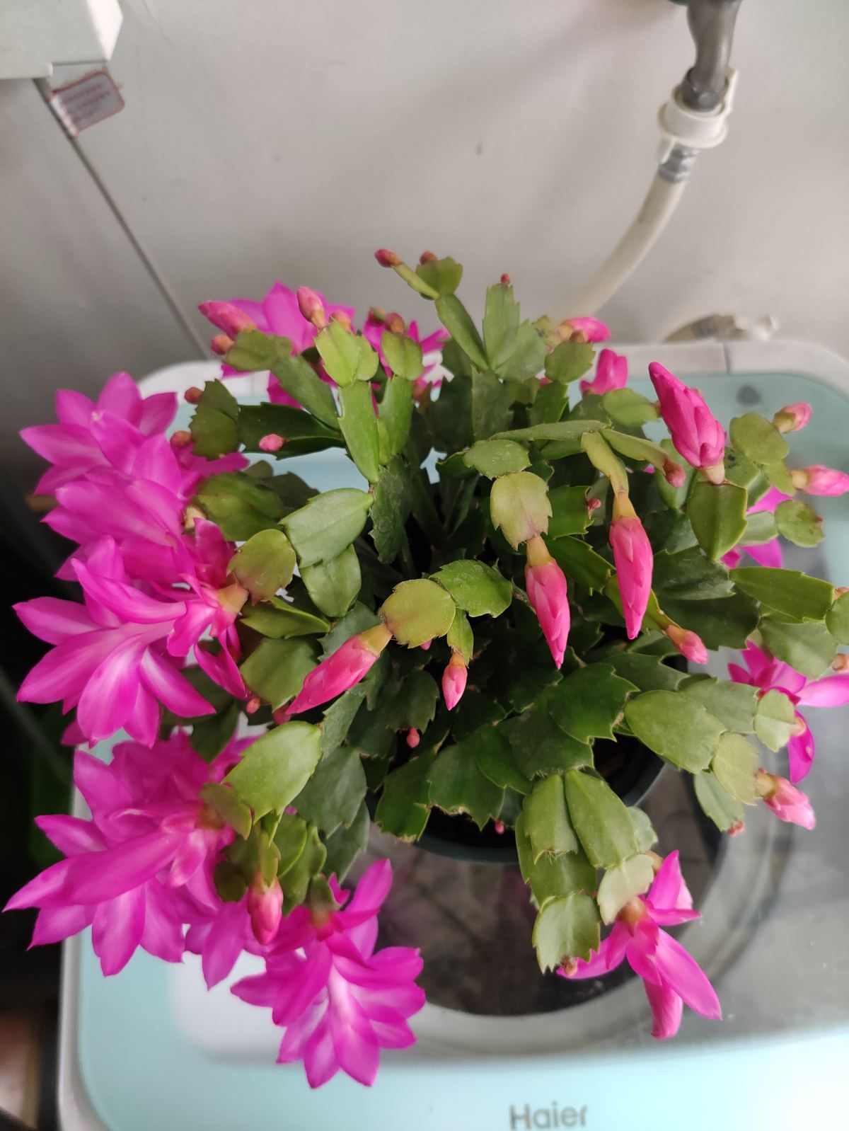 天气越来越热，植物开始进入休眠状态，抓住要点养护是关键