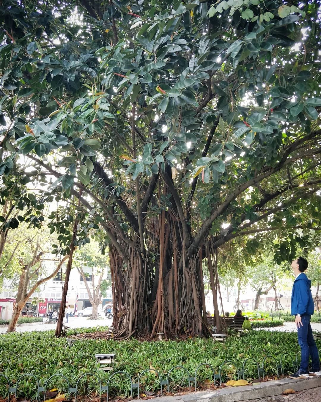 橡皮樹圖片,橡皮樹圖片及養殖方法