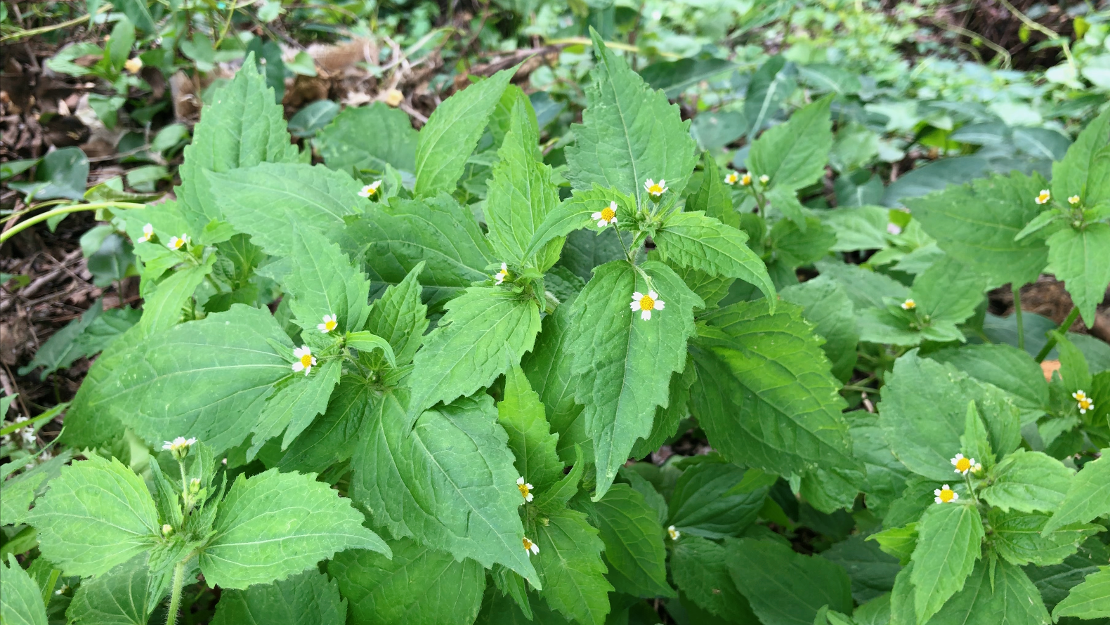 牛膝菊("牛膝菊"在农村很常见,有人用来做火锅!可知它还是一种药材?