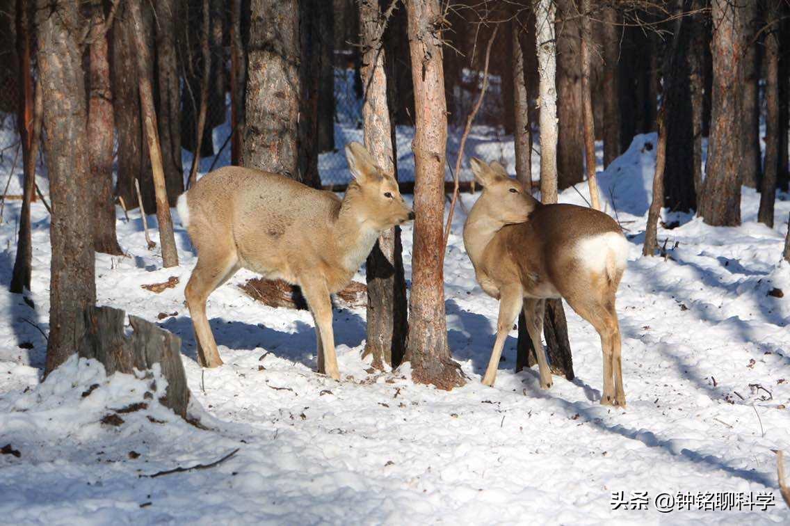 极端大暴雪袭击东北！农村猪牛被冻死，野猪和东北虎会受灾吗？