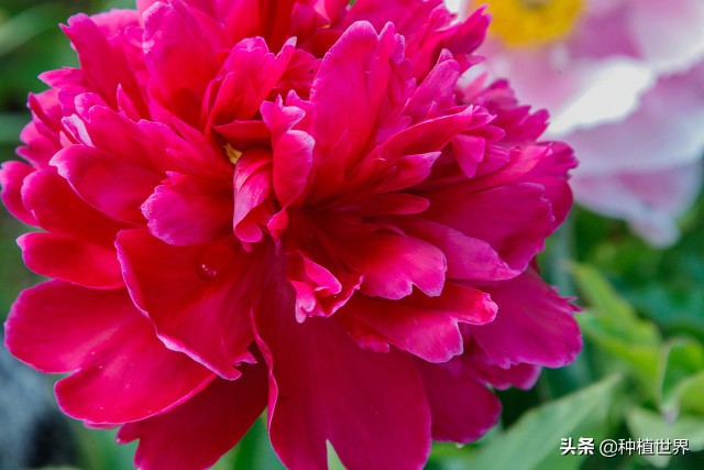 白芍栽培,白芍栽培技術(shù)