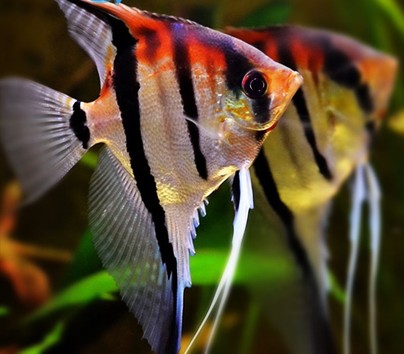热带鱼品种大全图近百种热带鱼欣赏