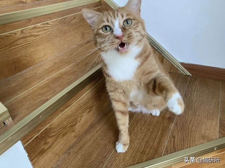 猫咪为啥总是喵喵叫讨食？明明碗里还有粮