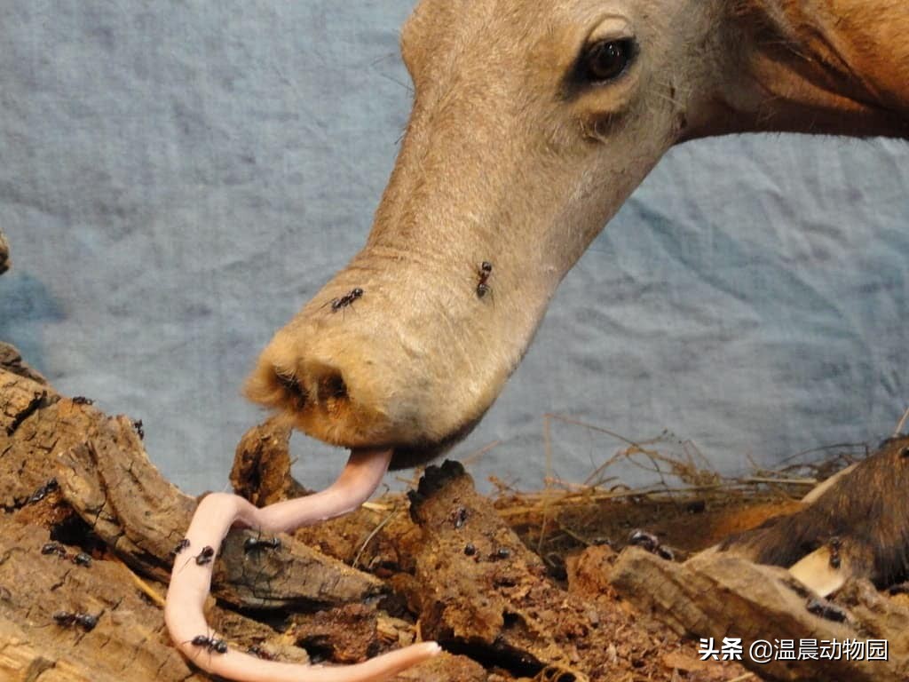 辟谣:野猪受核辐射后变异?别相信,图片里的动物是土豚不是野猪