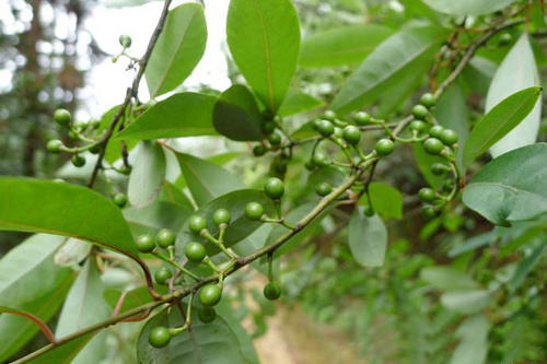 黑枣泡酒的做法(中药豆豉羌(山鸡椒):祛风散寒,消肿止痛!