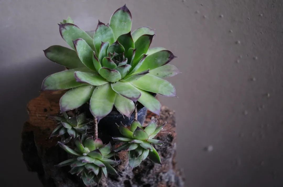 养护难度低,价格便宜,颜值又很高的8种室内盆栽多肉植物