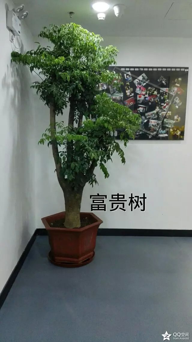 人养植物，植物养人之“富贵树”