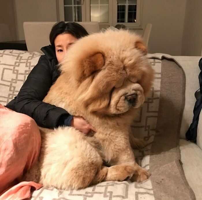 50张照片，世界上最大的50只狗品种