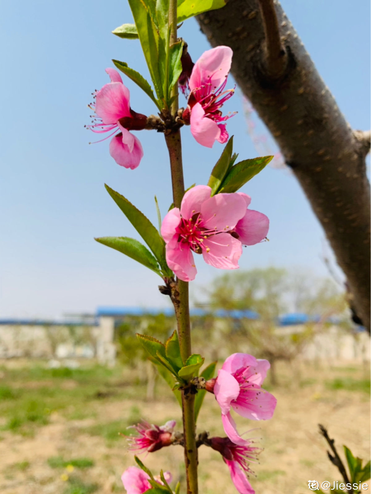 有什么植物的名字（分享80种常见植物图解）