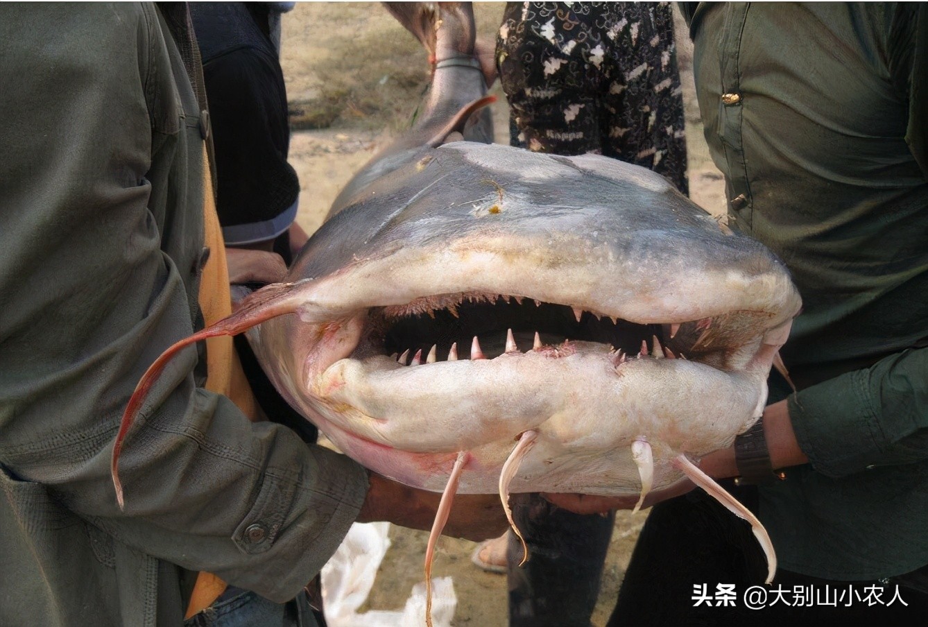 同样是吃人的鲶鱼：为何印度巨魾濒临灭绝，欧鲶却因被遗忘而泛滥