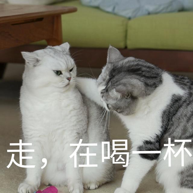 蒂姆嘟嘟tim猫品种(今天的猫猫也是元气满满呢)