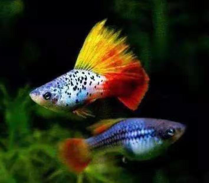 高鳍金牡丹观赏鱼,颜值超高,繁殖力强,寿命很长,我们值得拥有