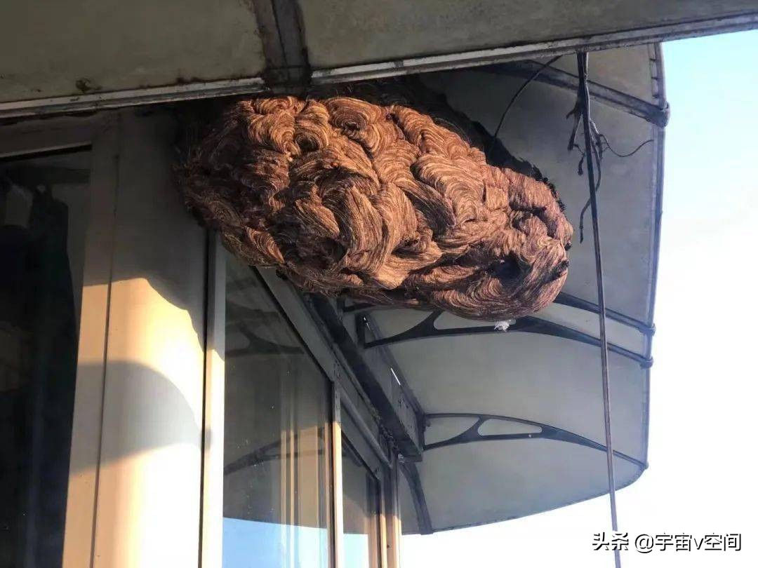 如果在野外突然碰到了马蜂窝，该怎么办？