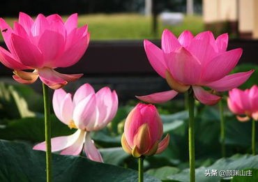 描写荷花诗词(38首)