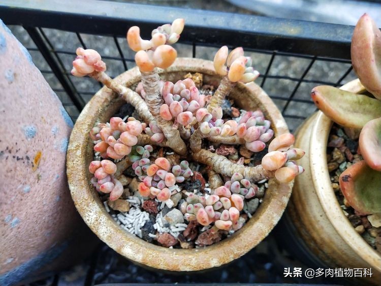 秋去冬来却如春,多肉上色正当时
