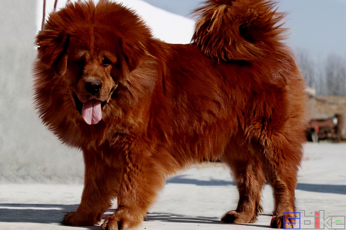 世界十大猛犬排名（国际犬业联盟公布的世界十大猛犬排行）