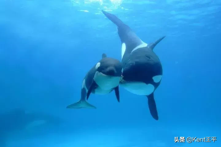 身为海洋食物链“顶端杀手”的它,竟对人类有蜜汁好感?