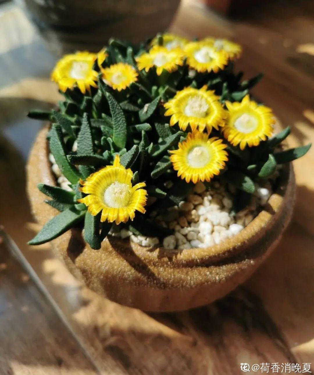 5种多肉,开花不会死,反而活得更久
