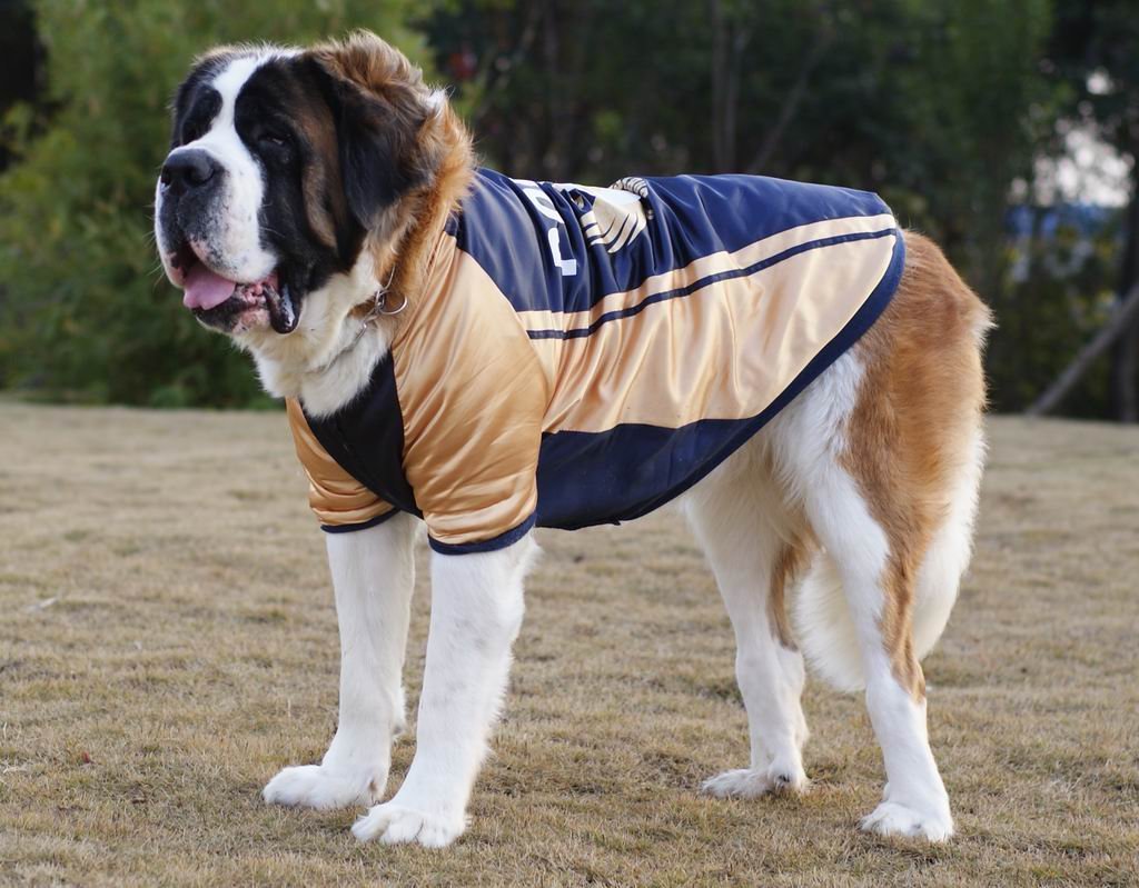 狗(拉丁学名:canis lupus familiaris)属于脊索动物门,脊椎动物亚门