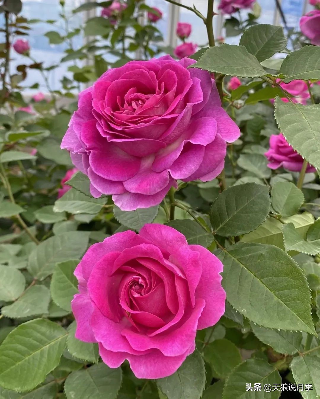 2020世界新品月季大赏，一起来看看都有哪些值得期待的新品种