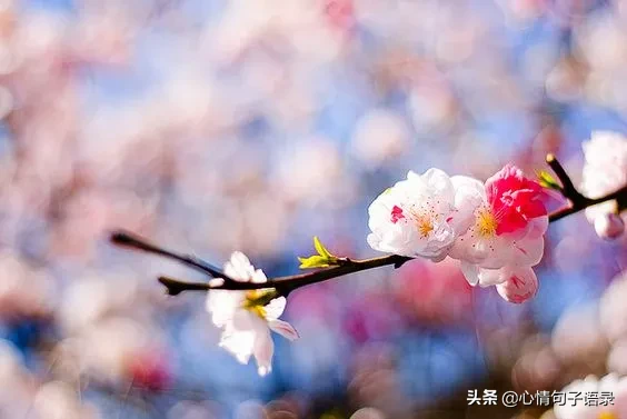 心软的人，最苦