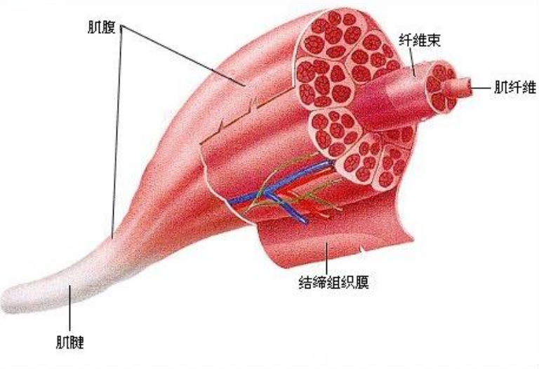 健腹轮(一个健腹轮等于半个健身房，提高核心，但想用好是有诀窍的)