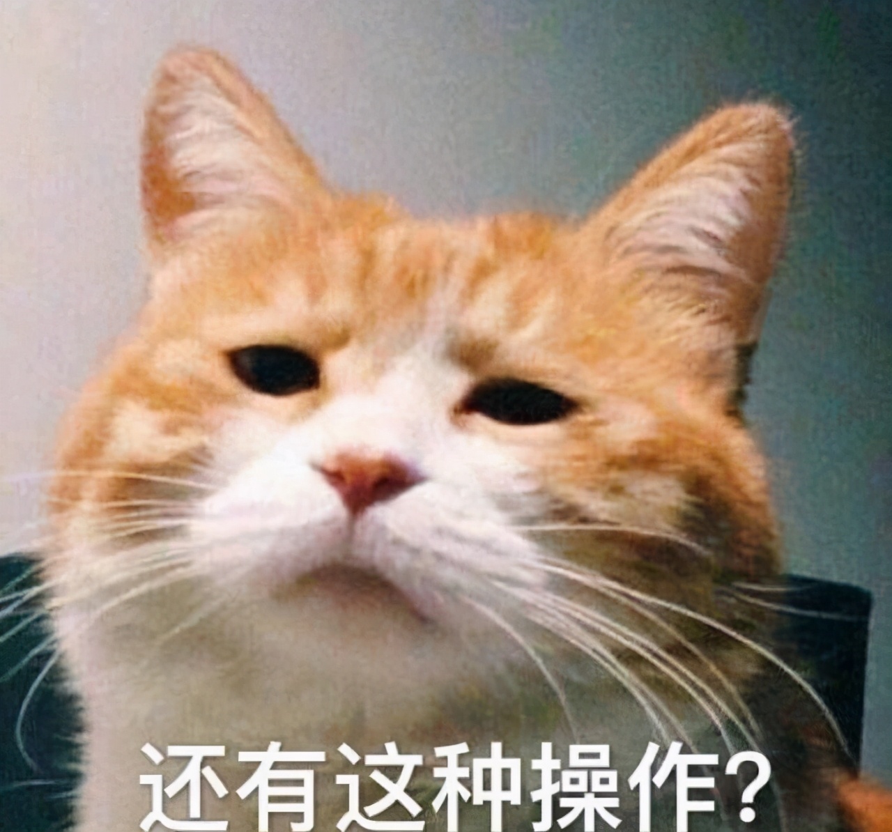 最“通人性”的几种猫，给口饭吃，会铭记你一生