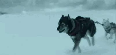 《多哥》：一段425公里风雪之路的背后，是一场与死神的赛跑