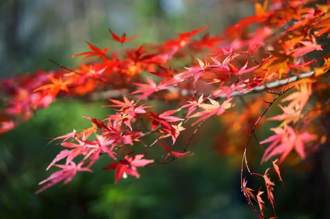 秋色长，秋意浓。守望一秋花季香……