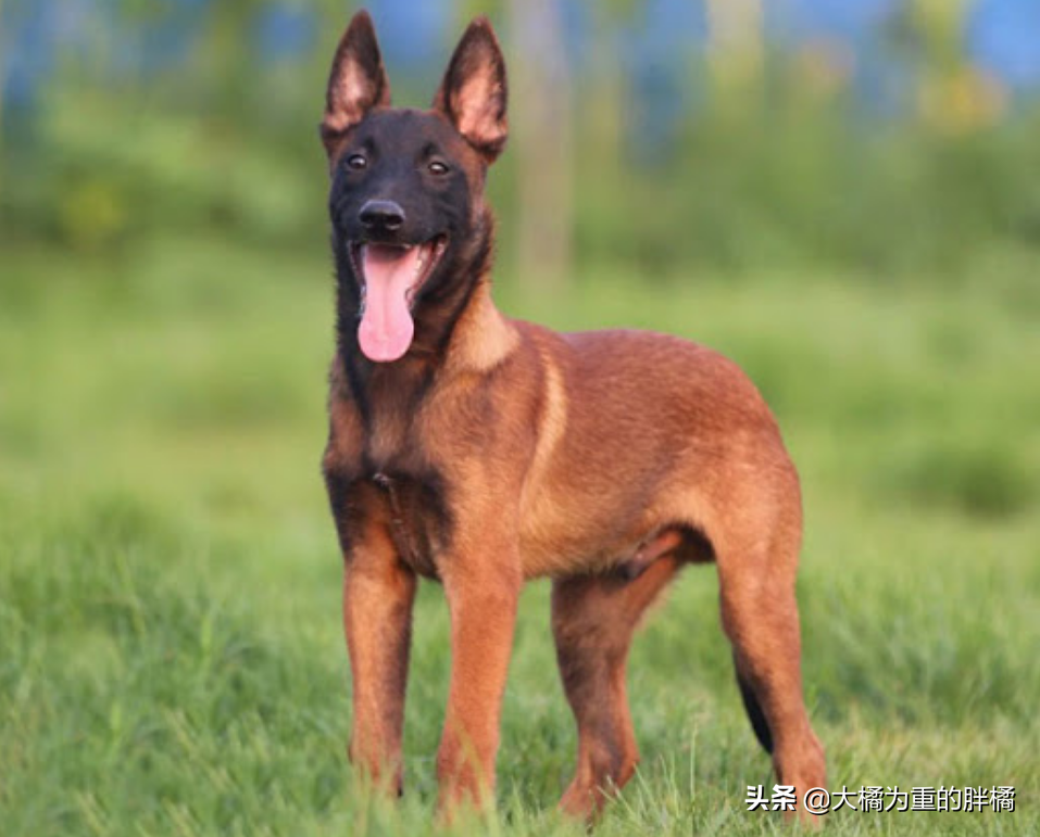 牧羊犬种类(牧羊犬几个月开始训练)-图3