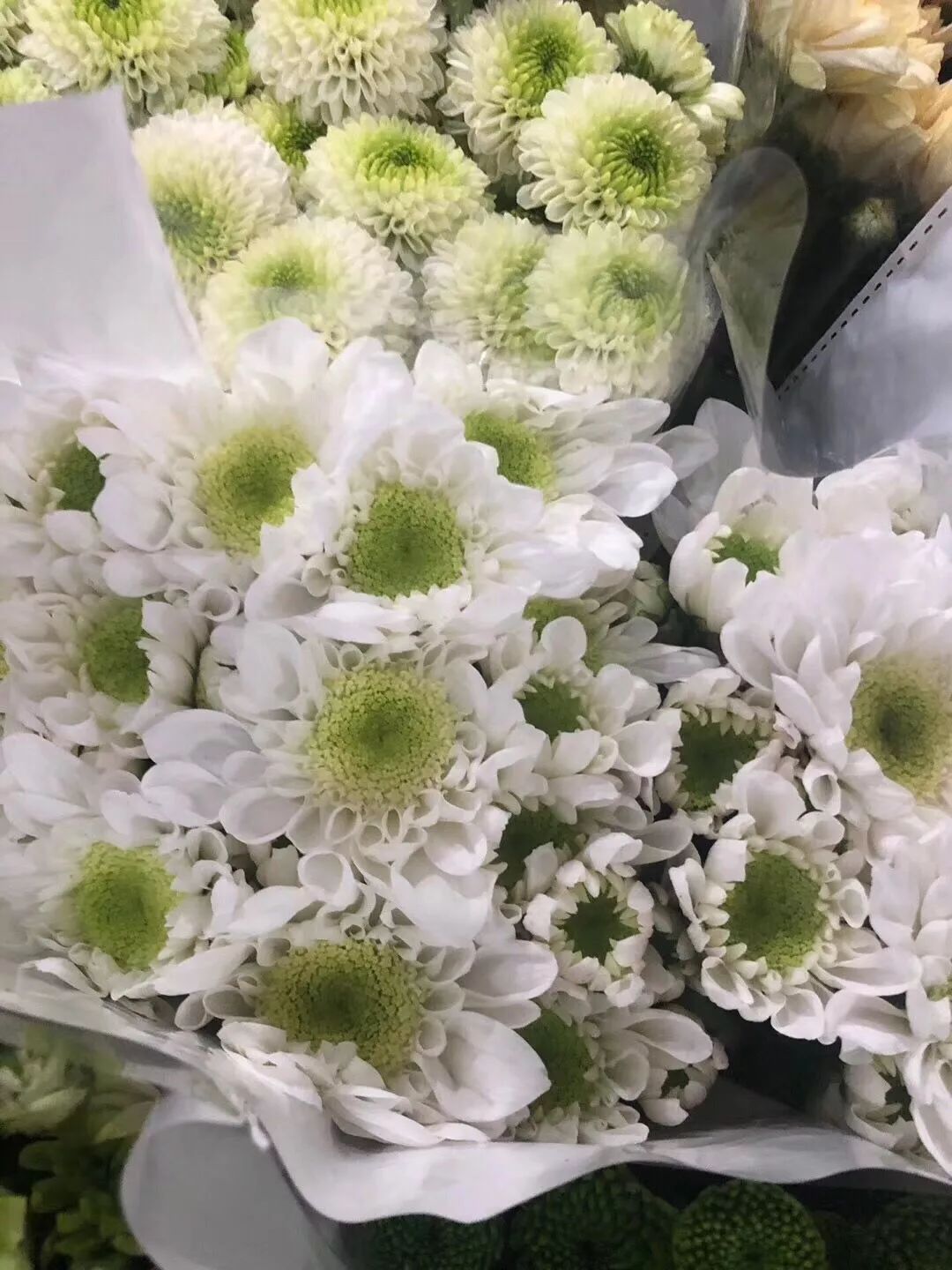 小雏菊花期（小雏菊花期较长养护得当可更长）