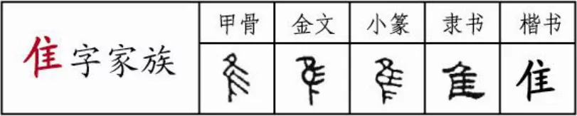 隹字家族：椎、锥、骓，​脊椎和扎孔的“椎子”有啥关系吗？