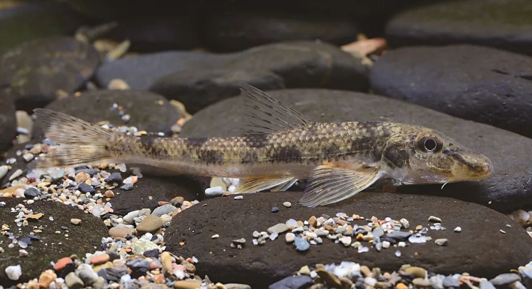 鱼类名称大全及图片淡水鱼有哪些