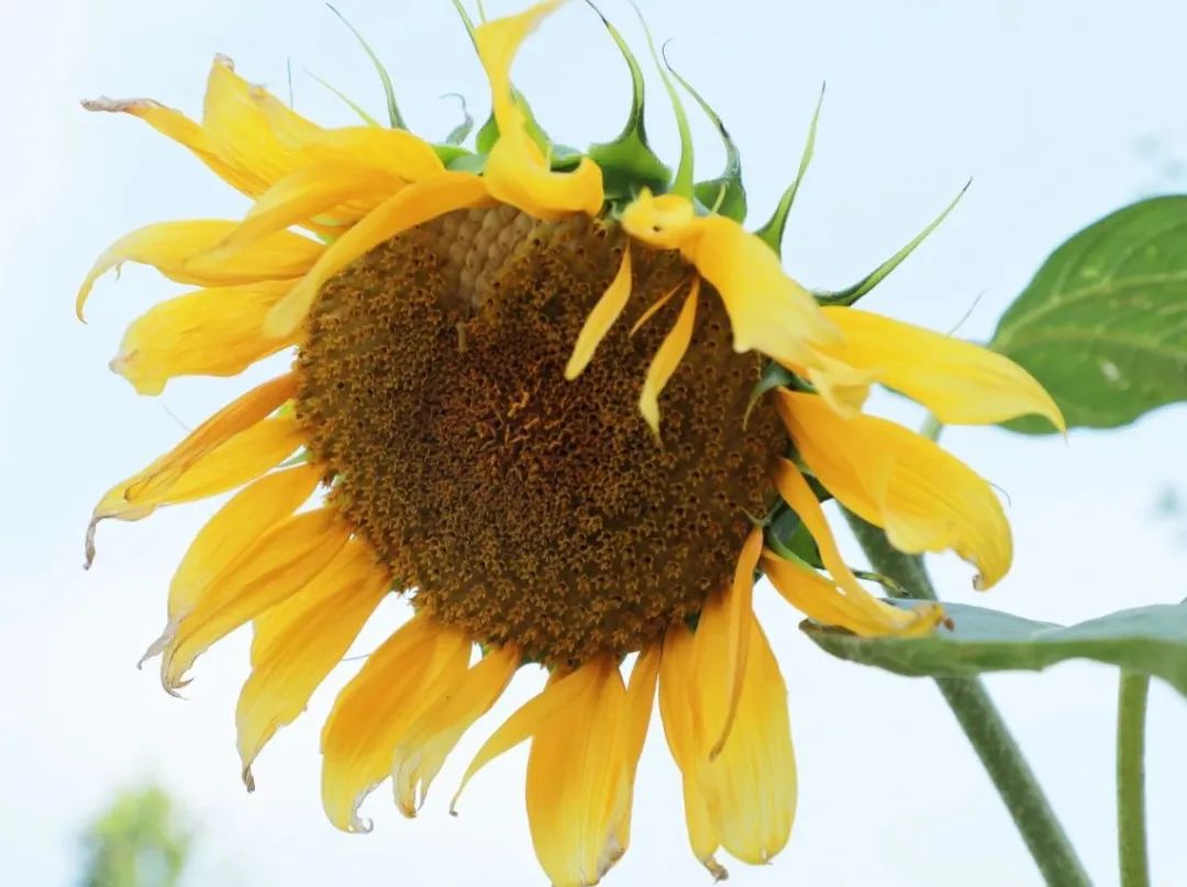 京郊这所学校，真真了不得