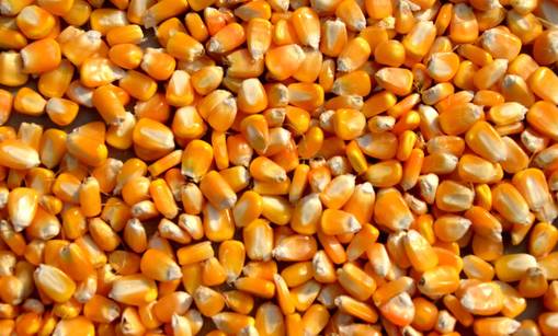 玉米种子结构图(图文讲解玉米的种子结构)