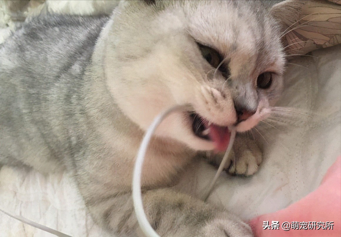 一定要让猫咪远离这几样东西，否则后果不堪设想