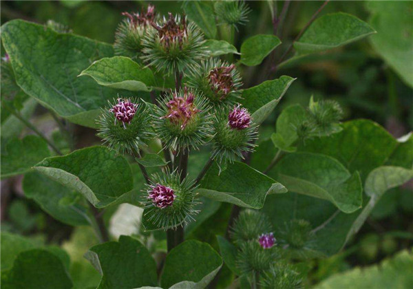 中草药牛蒡的种植,可以入菜也可以入药,用处这么多不妨来种种