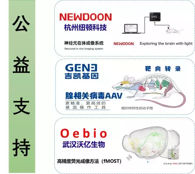 脑科学日报：吗啡成瘾治疗的新通路靶点；胖子容易大脑萎缩？