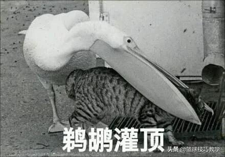 篮网成员名单（篮网大名单正式公布！最后一签会是考辛斯和阿德吗？）