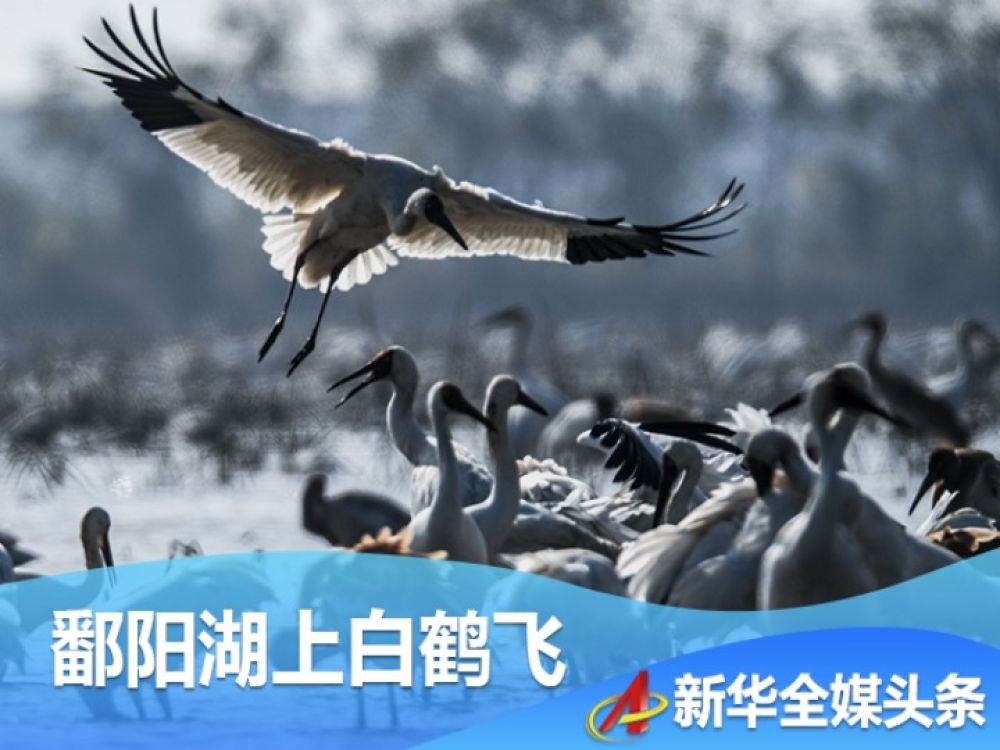 鄱阳湖上白鹤飞——从白鹤迁徙路线之变看生态文明建设