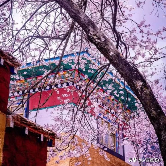 西藏落户高考成本太高？你真的会计算成本吗？学做聪明人