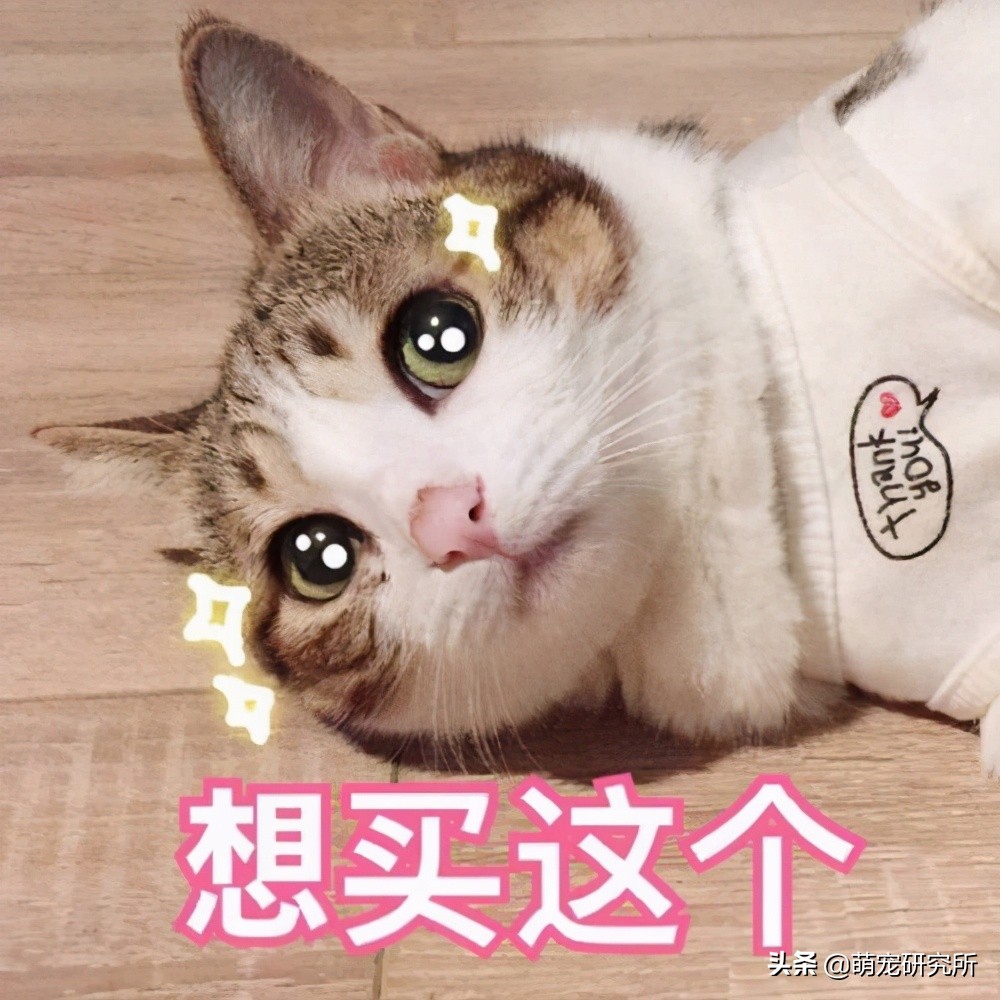 一定要让猫咪远离这几样东西，否则后果不堪设想
