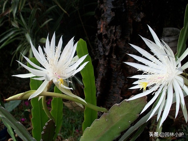 几点开什么花（花园种上这些有趣的时钟花）