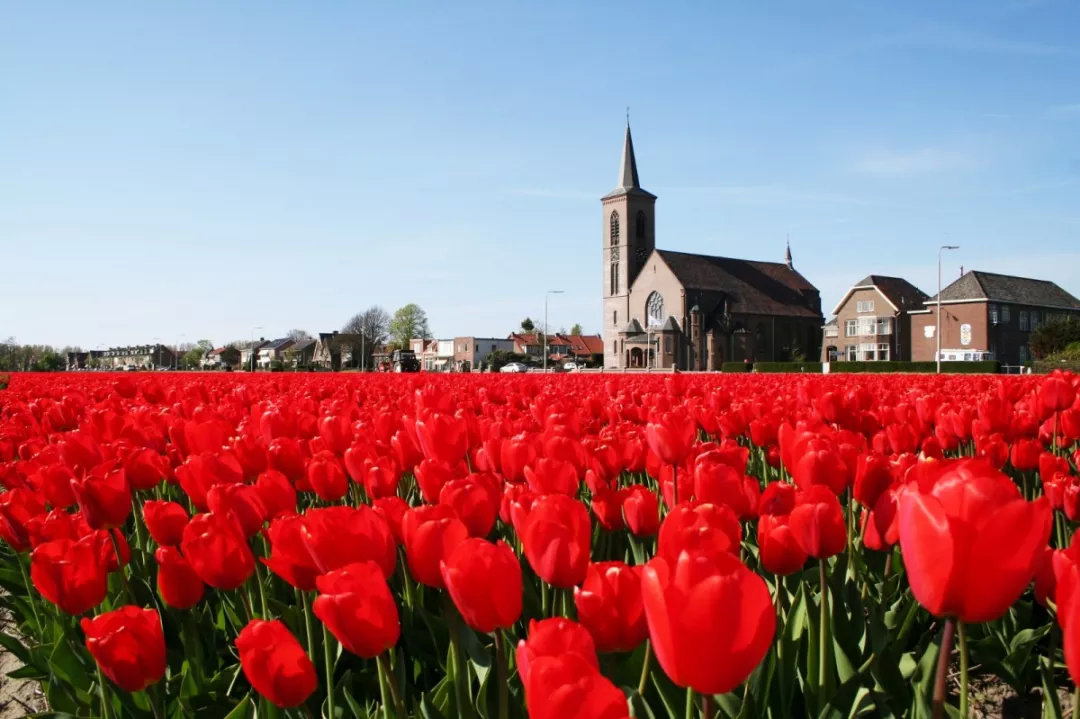 荷兰签证在手，赏花季说走就走！